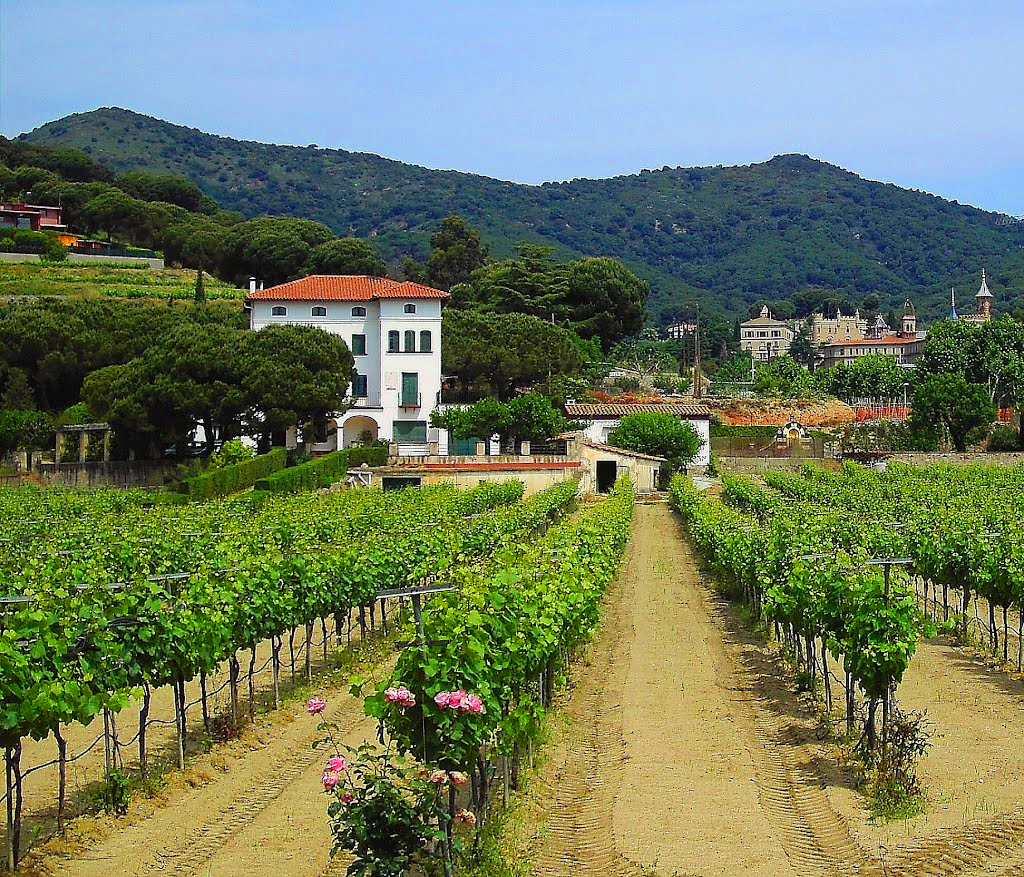 Пригород спас. Вилла в Италии с виноградником. Виноградники в Пелопоннесе. Вилла с виноградником в Испании. Тоскана вилла виноградники.