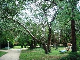 Комплекс Sveta Elena