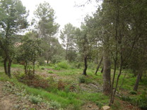 Земельный участок в Испании